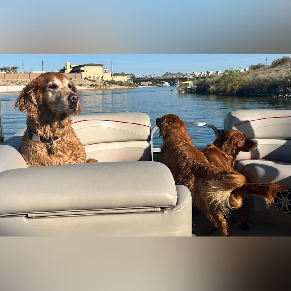 💜🐆I’M LIVE! ANNALEES63, Boutique Spring Shopping and Share Show !!💜🐆 - Picture 10 of 17